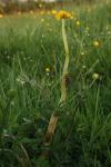 Ranunculus repens