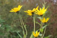Helianthus tuberosus