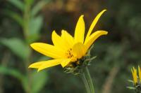 Helianthus tuberosus
