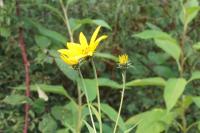 Helianthus tuberosus