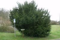 Taxus baccata