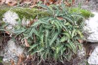 Asplenium ceterach