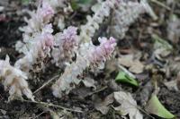 Lathraea squamaria