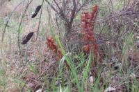 Orobanche rapum-genistae