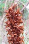 Orobanche rapum-genistae