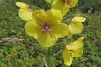 Verbascum blattaria