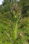 Verbascum blattaria