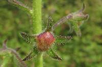 Verbascum blattaria