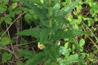 Verbascum blattaria