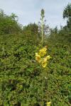 Verbascum blattaria