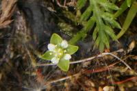 Sagina procumbens