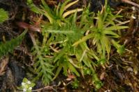 Sagina procumbens