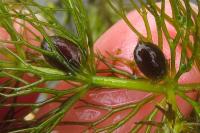 Ceratophyllum submersum