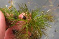 Ceratophyllum submersum