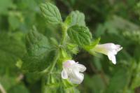 Melissa officinalis