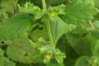 Melissa officinalis