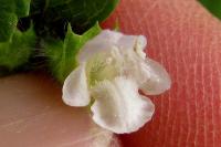 Melissa officinalis