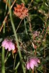 Erica tetralix
