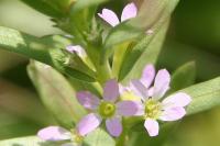 Lythrum hyssopifolia