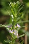 Lythrum hyssopifolia