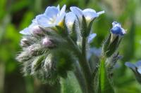 Myosotis arvensis