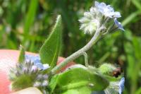 Myosotis arvensis