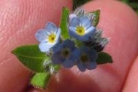 Myosotis arvensis