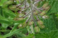 Lepidium heterophyllum
