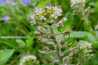 Lepidium heterophyllum