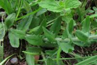 Lepidium heterophyllum