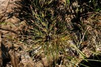 Juncus bulbosus