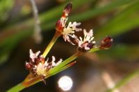 Juncus bulbosus