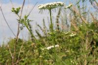 Aethusa cynapium