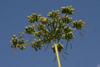 Aethusa cynapium