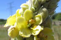 Verbascum thapsus