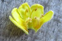 Verbascum thapsus