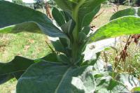 Verbascum thapsus