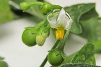 Solanum nigrum