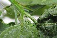 Solanum nigrum