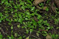 Callitriche stagnalis