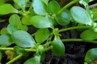 Callitriche stagnalis
