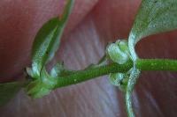 Callitriche stagnalis