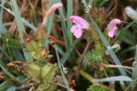 Pedicularis sylvatica