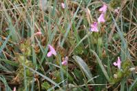 Pedicularis sylvatica
