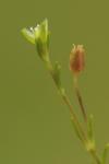 Sagina apetala subsp. apetala