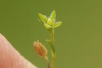 Sagina apetala subsp. apetala