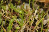 Sagina apetala subsp. apetala