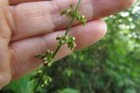 Rumex sanguineus