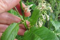 Rumex sanguineus