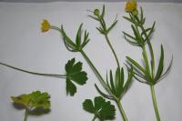 Ranunculus auricomus